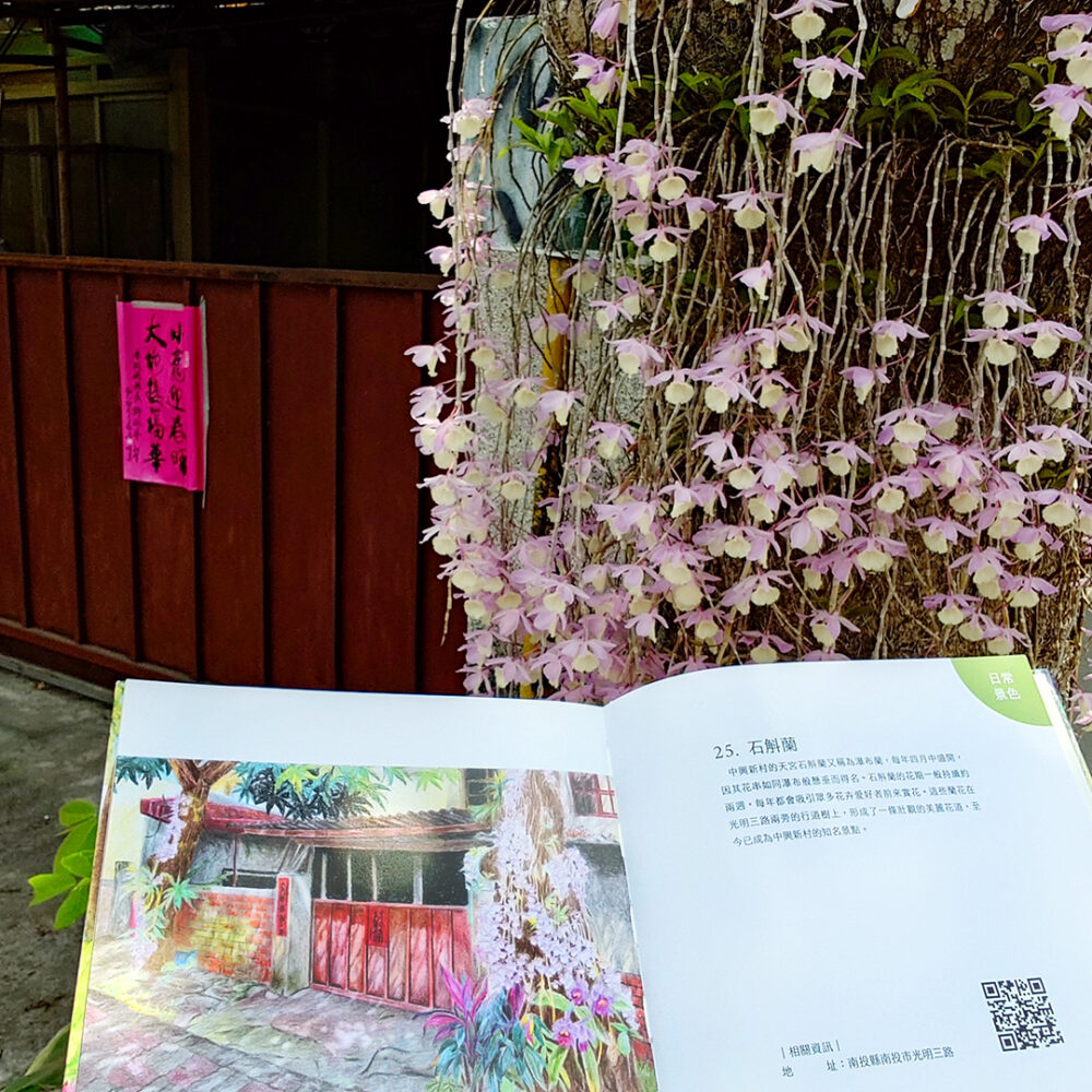 draw-and-trave-in-zhongxing-new-village-Dendrobium