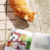 draw-and-trave-in-zhongxing-new-village-cat-orange