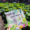 draw-and-trave-in-zhongxing-new-village-lotus-and-zhongxing-new-village-lotus